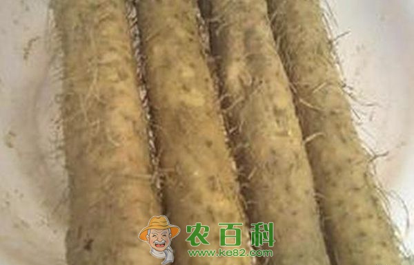 山药根茎腐症防治技巧