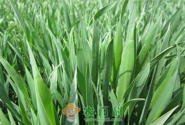 小麦 小麦草怎么吃