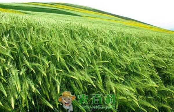 青海青稞茶饮获千万风投融资