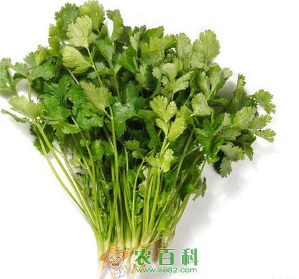 香菜 夏种香菜的技巧