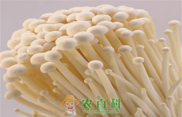 金针菇对环境条件的要求 金针菇对环境条件的要求