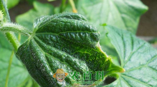黄瓜缺钙症状与施肥技术