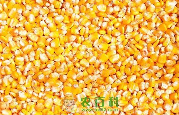 4月底东北产区农户玉米余粮基本出清