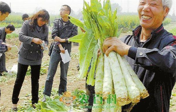 莴苣不值钱菜农心忧愁