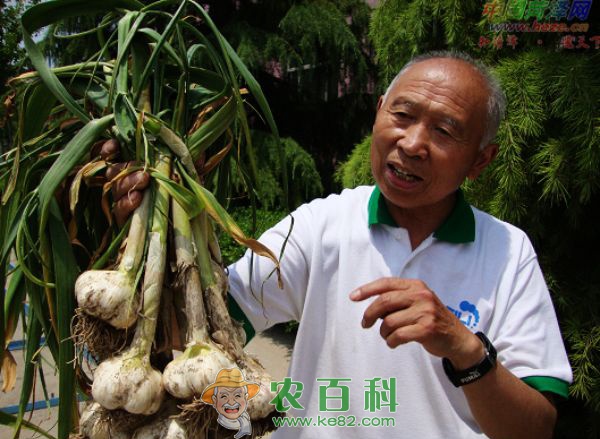 大蒜种植：有机大蒜栽培技术