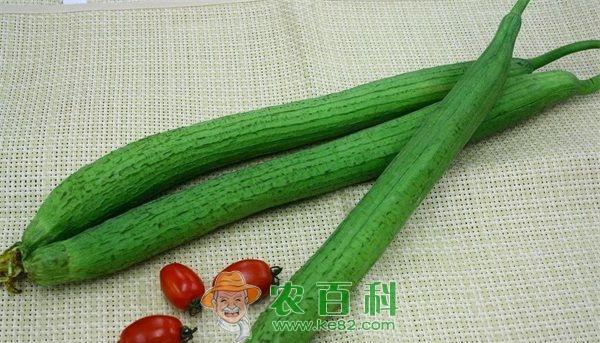 加强冬季管理提高丝瓜的产量