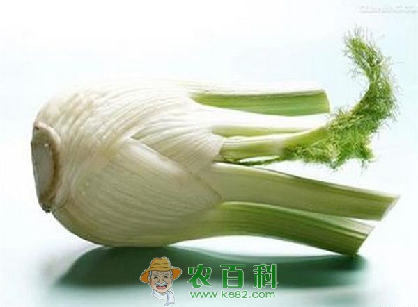 茴香 药用植物小茴香枯萎病