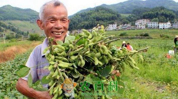 山东聊城高唐县金银花田里种毛豆 土客网网 山东聊城高唐县金银花田里种毛豆