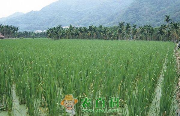 双季茭白种苗选择