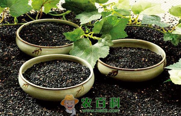 肖国锋黑米铺就致富路