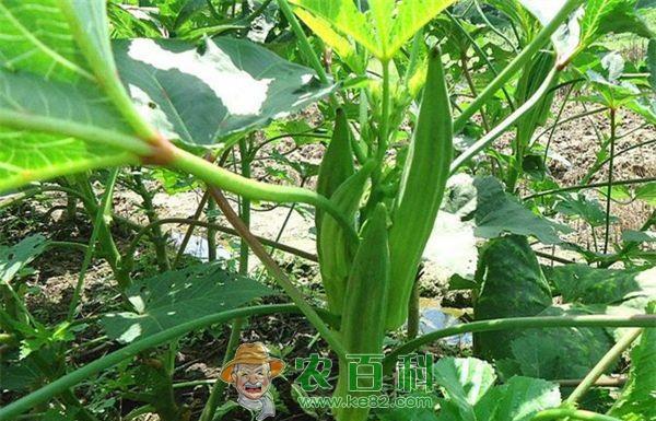 越冬温室黄秋葵种植技术