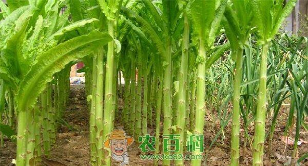 莴苣 莴苣霜霉病的防治方法