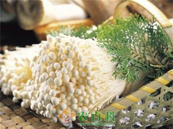 金针菇黑头病的防治方法