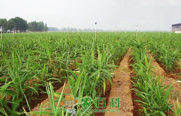 生姜种植技术管理的几点建议
