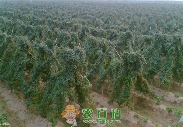山药病虫害的发生及防治