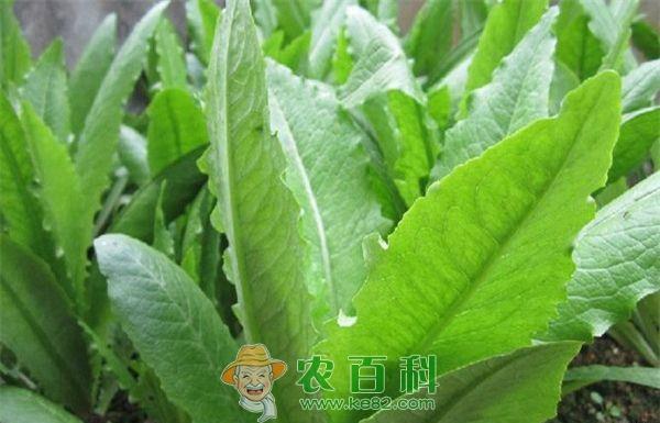 莴苣菌核病及防治--土客网网 莴苣菌核病及防治
