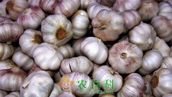 大蒜的冬前管理