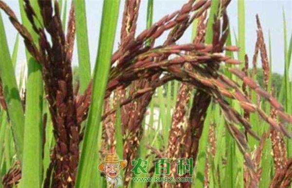 红米 古丈“苗家红米水稻”入选国家珍贵物种