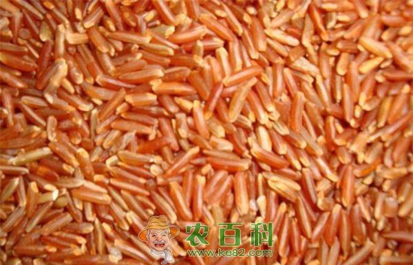 红米--土客网网 福建将乐农腾试种红米喜获丰收