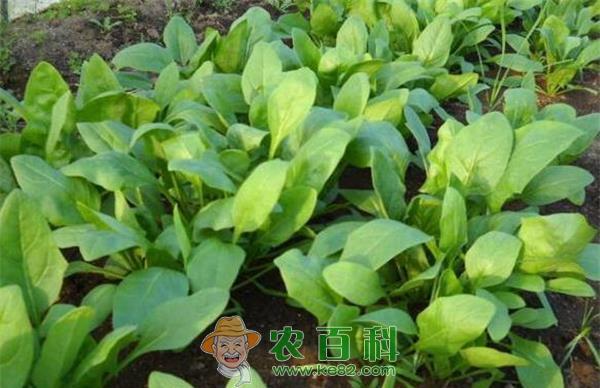 最佳种植时间和方法