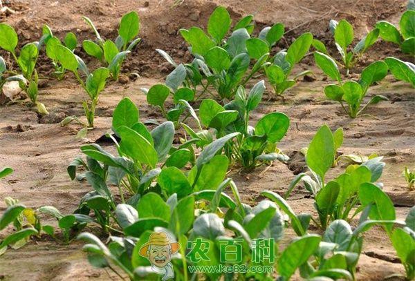 青菜的种类之菠菜