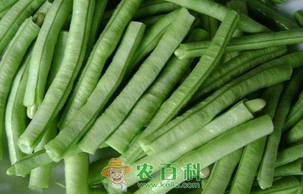 大早半月”豆角的栽培技术