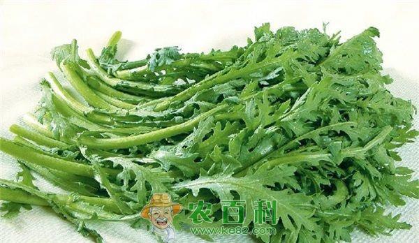 茼蒿 茼蒿的主要价值