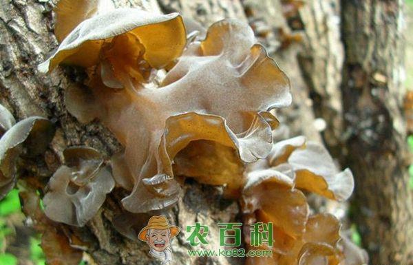 荫棚层架袋栽黑木耳技术 荫棚层架袋栽黑木耳技术