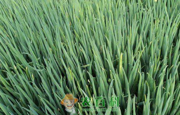 夏季香葱种植技术