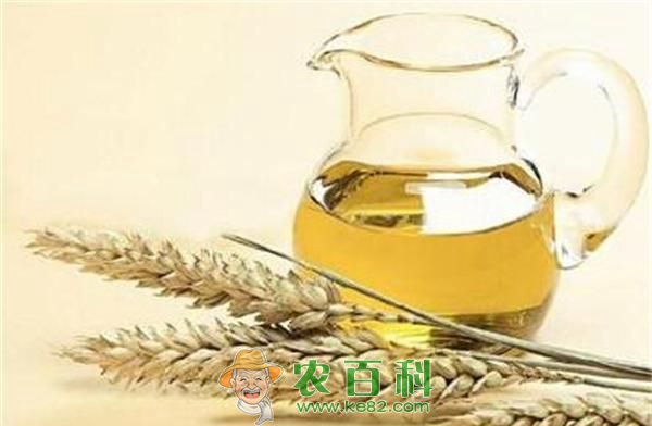 小麦胚芽油