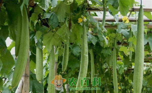 绿如意丝瓜高效栽培要点