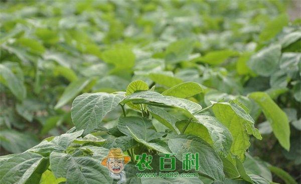 毛豆 雪灾对菜用毛豆影响严重