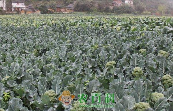 西兰花冻害怎样防治