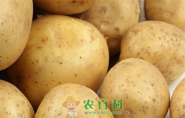 土豆要怎么贮藏