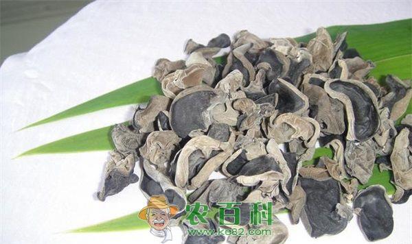 木耳 木耳菜新品种-大叶木耳菜的种植