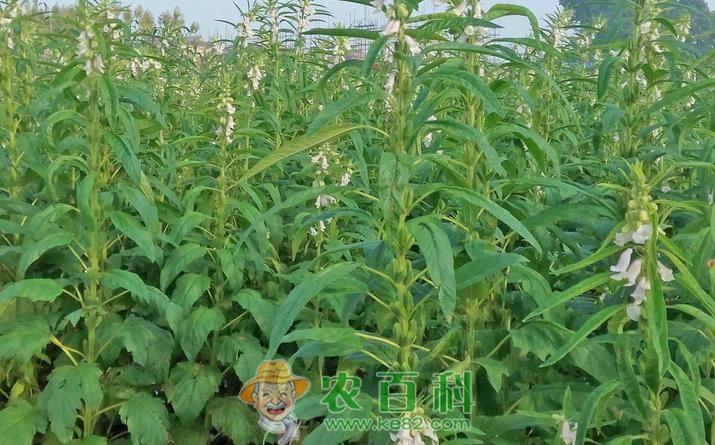 南方黑芝麻公益事业再出发