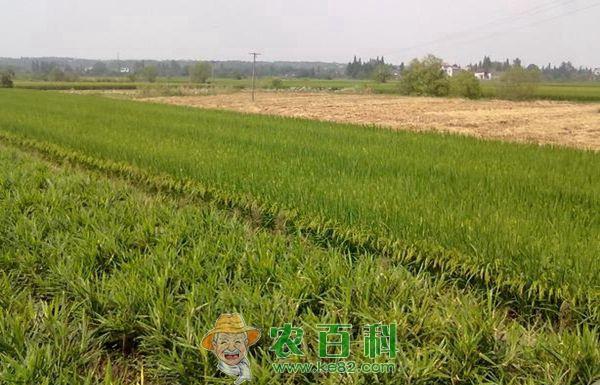 生姜种植与管理技术 生姜种植与管理技术