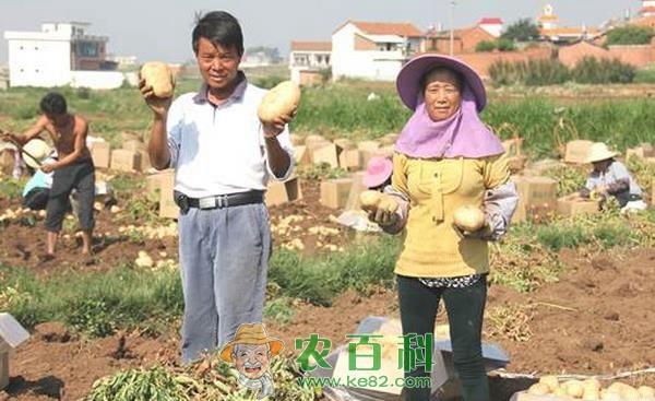山西岚县土豆种植大户的致富经 土客网网 山西岚县土豆种植大户的致富经