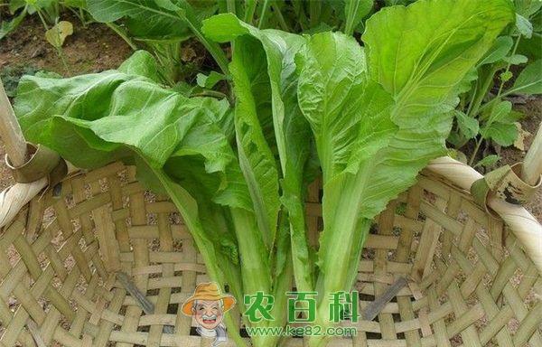 芥菜就是雪里蕻，南京人腌着吃