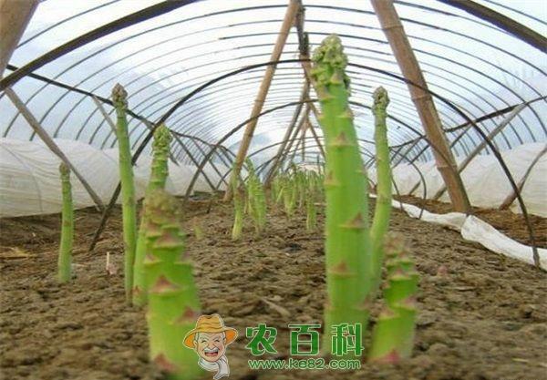 芦笋茎枯病防治六要点