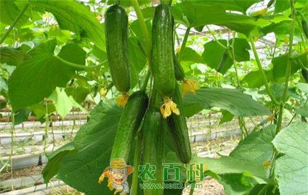黄瓜 黄瓜瓜面发生白粉如何解决