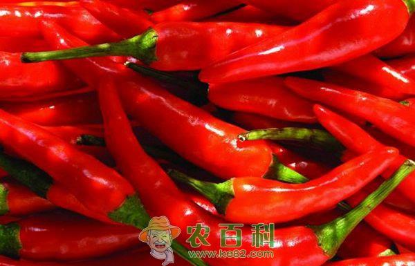 辣椒--土客网网 辣椒宜寒底者食用