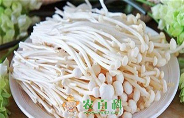 金针菇煮不熟会中毒