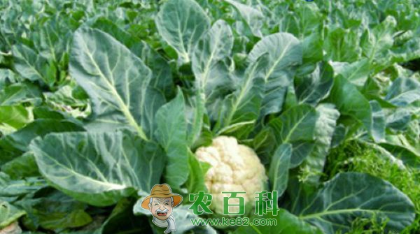 团结街道永靖社区上千亩花椰菜滞销