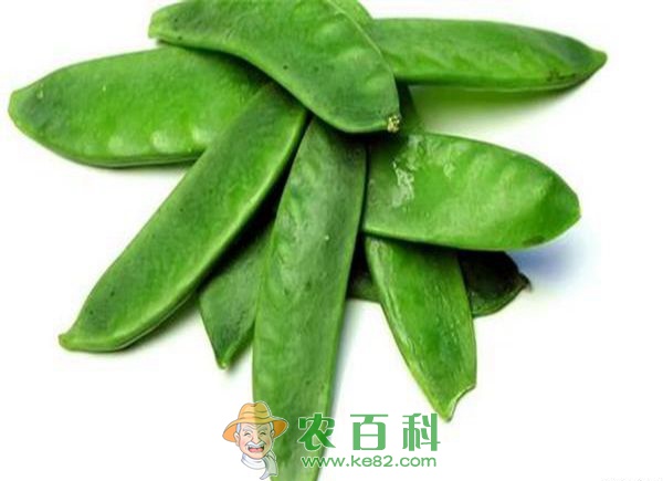 扁豆的药用功效