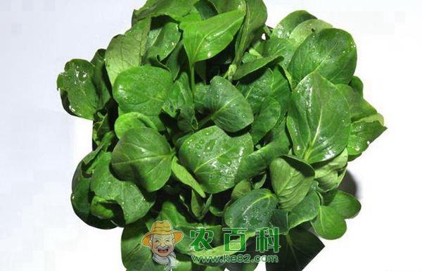 大棚青菜种植技术要点