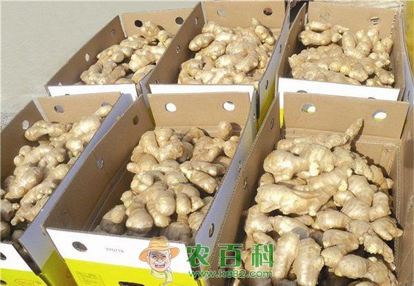 生姜 泸溪解放岩乡做大生姜产业 全乡人平增收4000元