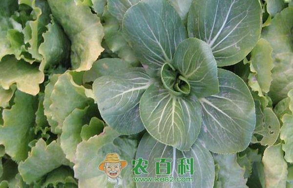 青菜--土客网网 冬闲田种青菜须把好三关