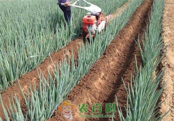 四季大葱种植技术--土客网网 四季大葱种植技术