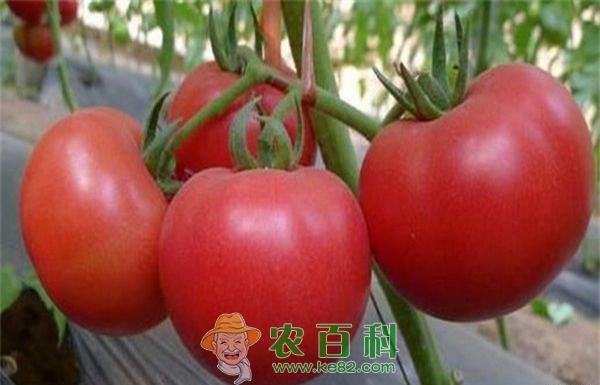 西红柿脐腐病如何防治